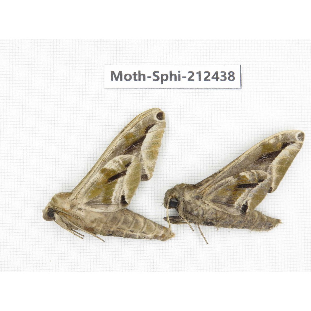 Sphingidae sp. China, Guizhou, Tongren, Mt.Fanjingshan. 2Pcs. Moth-Sphi-212438.