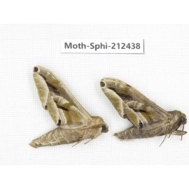 Sphingidae sp. China, Guizhou, Tongren, Mt.Fanjingshan. 2Pcs. Moth-Sphi-212438.