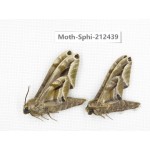 Sphingidae sp. China, Guizhou, Tongren, Mt.Fanjingshan. 2Pcs. Moth-Sphi-212439.