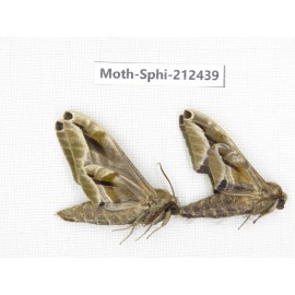 Sphingidae sp. China, Guizhou, Tongren, Mt.Fanjingshan. 2Pcs. Moth-Sphi-212439.