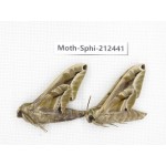 Sphingidae sp. China, Guizhou, Tongren, Mt.Fanjingshan. 2Pcs. Moth-Sphi-212441.