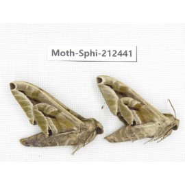 Sphingidae sp. China, Guizhou, Tongren, Mt.Fanjingshan. 2Pcs. Moth-Sphi-212441.
