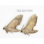 Sphingidae sp. China, Guizhou, Tongren, Mt.Fanjingshan. 2Pcs. Moth-Sphi-212454.
