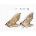 Sphingidae sp. China, Guizhou, Tongren, Mt.Fanjingshan. 2Pcs. Moth-Sphi-212455.