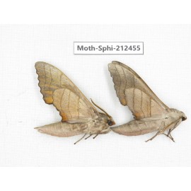 Sphingidae sp. China, Guizhou, Tongren, Mt.Fanjingshan. 2Pcs. Moth-Sphi-212455.