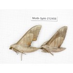 Sphingidae sp. China, Guizhou, Tongren, Mt.Fanjingshan. 2Pcs. Moth-Sphi-212456.