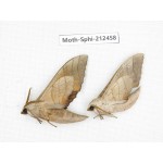 Sphingidae sp. China, Guizhou, Tongren, Mt.Fanjingshan. 2Pcs. Moth-Sphi-212458.