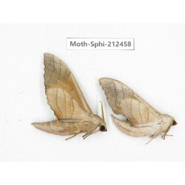 Sphingidae sp. China, Guizhou, Tongren, Mt.Fanjingshan. 2Pcs. Moth-Sphi-212458.