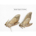 Sphingidae sp. China, Guizhou, Tongren, Mt.Fanjingshan. 2Pcs. Moth-Sphi-212459.