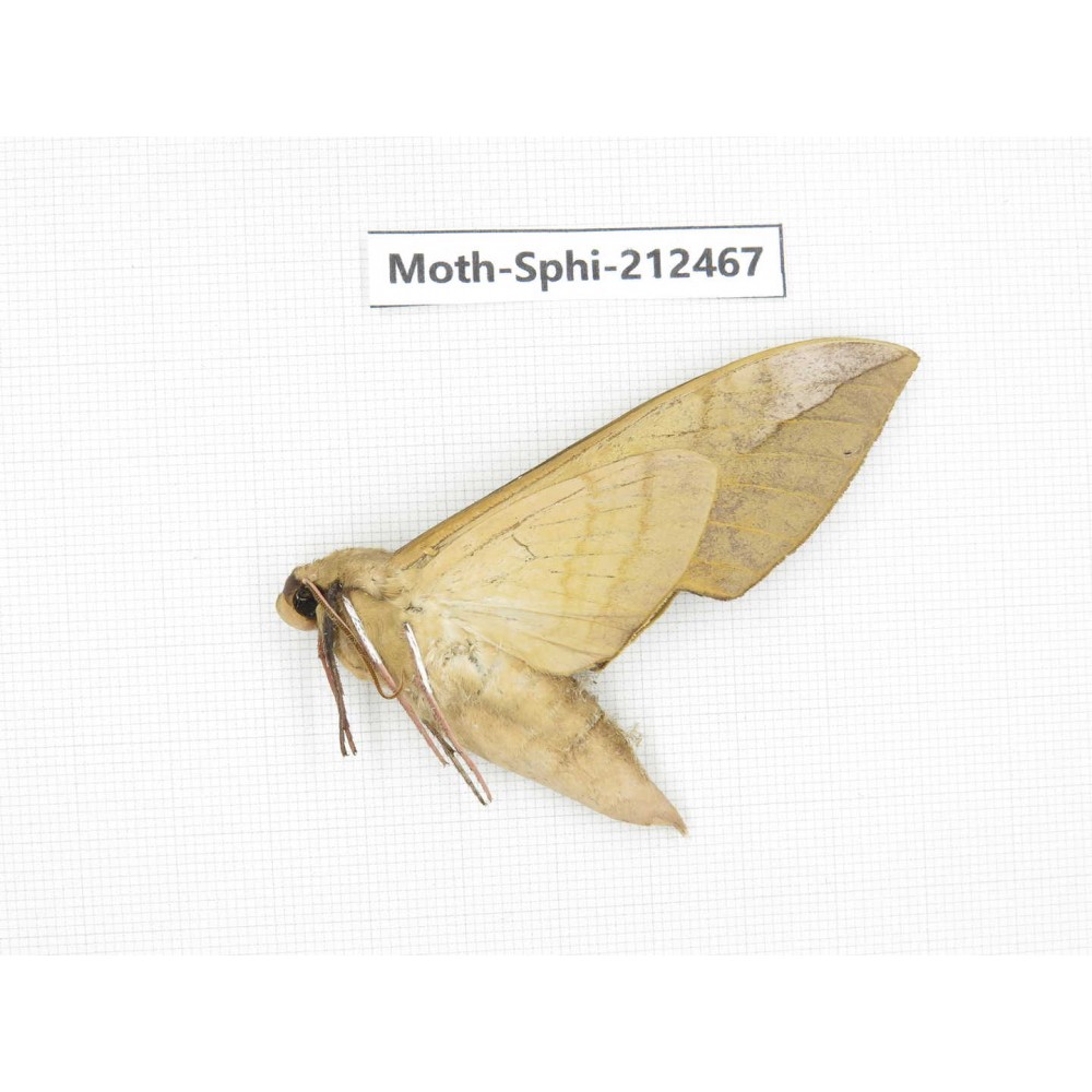 Sphingidae sp. China, Guizhou, Tongren, Mt.Fanjingshan. 1Pcs. Moth-Sphi-212467.