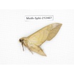 Sphingidae sp. China, Guizhou, Tongren, Mt.Fanjingshan. 1Pcs. Moth-Sphi-212467.