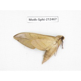 Sphingidae sp. China, Guizhou, Tongren, Mt.Fanjingshan. 1Pcs. Moth-Sphi-212467.