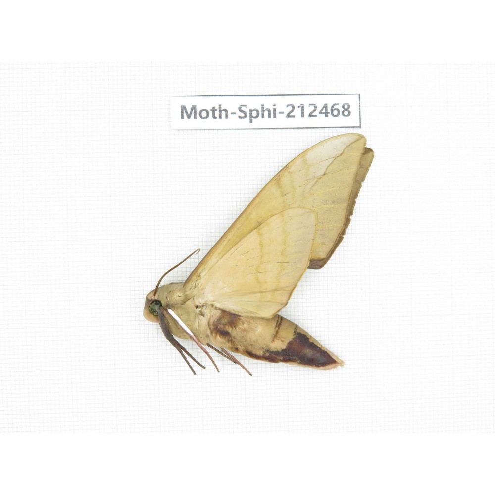 Sphingidae sp. China, Guizhou, Tongren, Mt.Fanjingshan. 1Pcs. Moth-Sphi-212468.