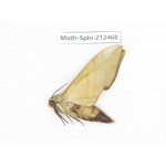 Sphingidae sp. China, Guizhou, Tongren, Mt.Fanjingshan. 1Pcs. Moth-Sphi-212468.