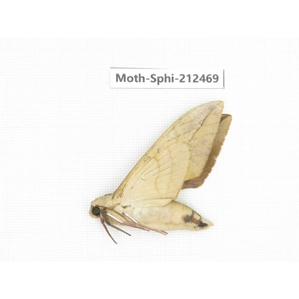 Sphingidae sp. China, Guizhou, Tongren, Mt.Fanjingshan. 1Pcs. Moth-Sphi-212469.