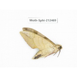 Sphingidae sp. China, Guizhou, Tongren, Mt.Fanjingshan. 1Pcs. Moth-Sphi-212469.