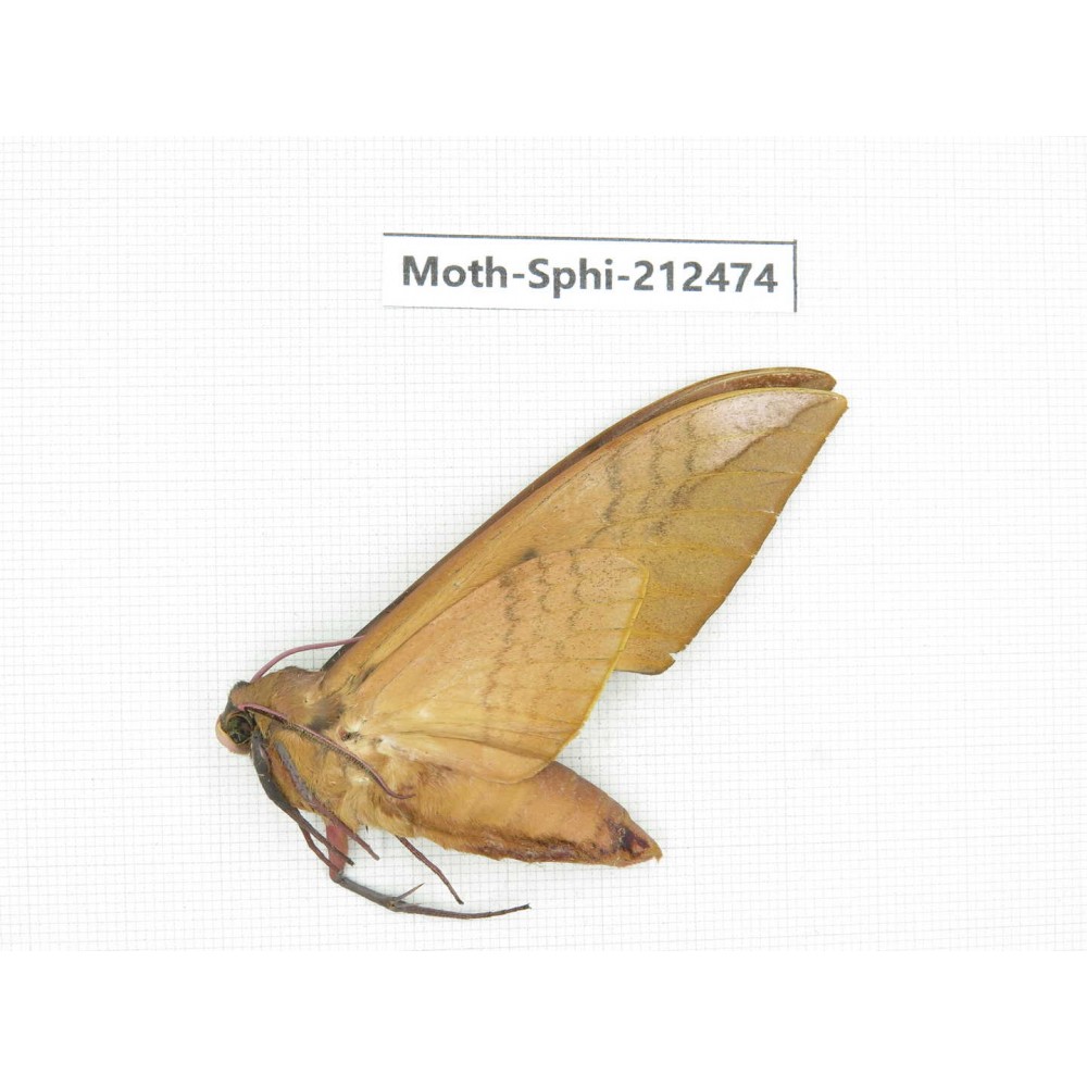 Sphingidae sp. China, Guizhou, Tongren, Mt.Fanjingshan. 1Pcs. Moth-Sphi-212474.