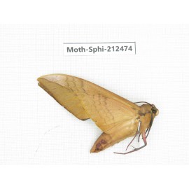 Sphingidae sp. China, Guizhou, Tongren, Mt.Fanjingshan. 1Pcs. Moth-Sphi-212474.