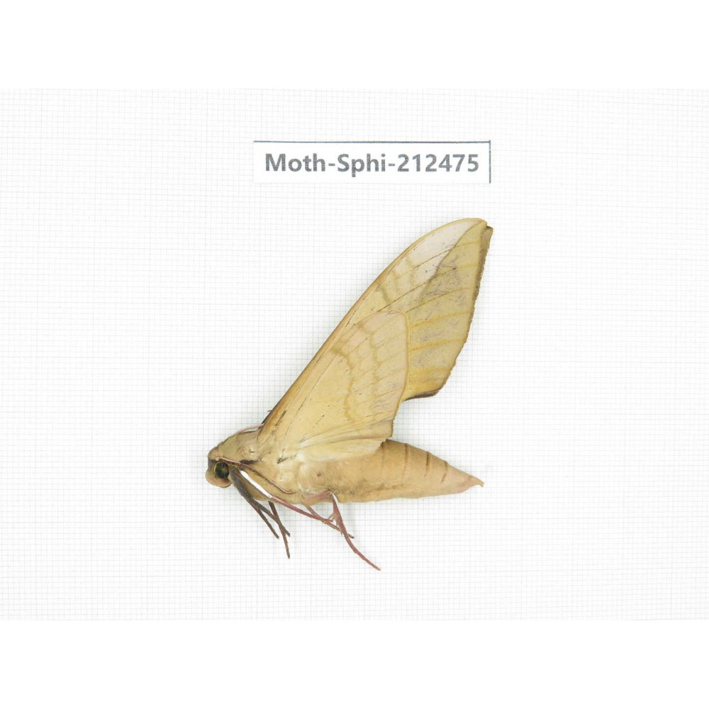 Sphingidae sp. China, Guizhou, Tongren, Mt.Fanjingshan. 1Pcs. Moth-Sphi-212475.