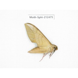 Sphingidae sp. China, Guizhou, Tongren, Mt.Fanjingshan. 1Pcs. Moth-Sphi-212475.