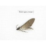 Sphingidae sp. China, Guizhou, Tongren, Mt.Fanjingshan. 1Pcs. Moth-Sphi-212481.