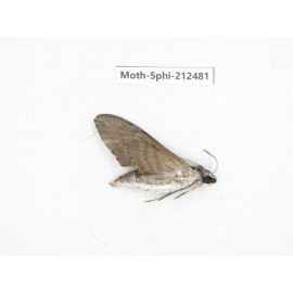 Sphingidae sp. China, Guizhou, Tongren, Mt.Fanjingshan. 1Pcs. Moth-Sphi-212481.