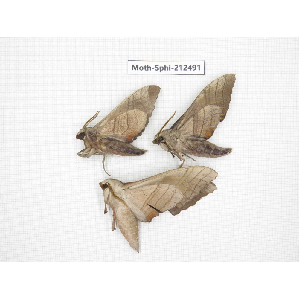 Sphingidae sp. China, Guizhou, Tongren, Mt.Fanjingshan. 3Pcs. Moth-Sphi-212491.
