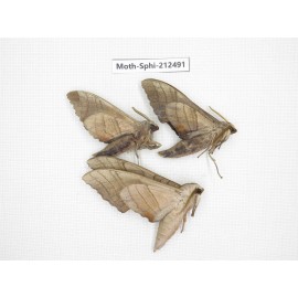 Sphingidae sp. China, Guizhou, Tongren, Mt.Fanjingshan. 3Pcs. Moth-Sphi-212491.