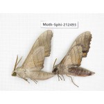 Sphingidae sp. China, Guizhou, Tongren, Mt.Fanjingshan. 2Pcs. Moth-Sphi-212493.