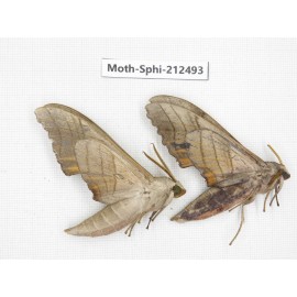 Sphingidae sp. China, Guizhou, Tongren, Mt.Fanjingshan. 2Pcs. Moth-Sphi-212493.