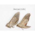 Sphingidae sp. China, Guizhou, Tongren, Mt.Fanjingshan. 2Pcs. Moth-Sphi-212494.