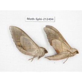 Sphingidae sp. China, Guizhou, Tongren, Mt.Fanjingshan. 2Pcs. Moth-Sphi-212494.