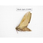 Sphingidae sp. China, Guizhou, Tongren, Mt.Fanjingshan. 1Pcs. Moth-Sphi-212496.