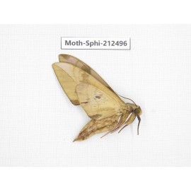 Sphingidae sp. China, Guizhou, Tongren, Mt.Fanjingshan. 1Pcs. Moth-Sphi-212496.