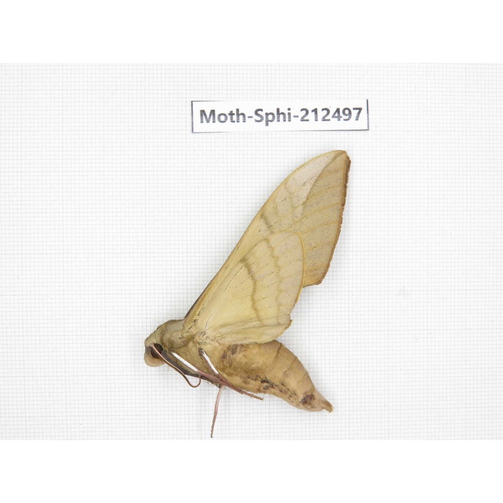 Sphingidae sp. China, Guizhou, Tongren, Mt.Fanjingshan. 1Pcs. Moth-Sphi-212497.
