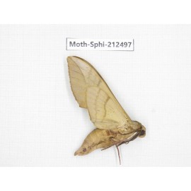 Sphingidae sp. China, Guizhou, Tongren, Mt.Fanjingshan. 1Pcs. Moth-Sphi-212497.