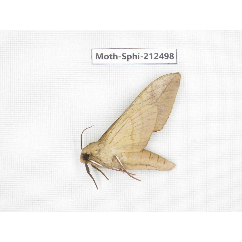 Sphingidae sp. China, Guizhou, Tongren, Mt.Fanjingshan. 1Pcs. Moth-Sphi-212498.