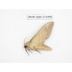 Sphingidae sp. China, Guizhou, Tongren, Mt.Fanjingshan. 1Pcs. Moth-Sphi-212498.