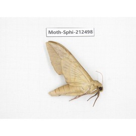 Sphingidae sp. China, Guizhou, Tongren, Mt.Fanjingshan. 1Pcs. Moth-Sphi-212498.