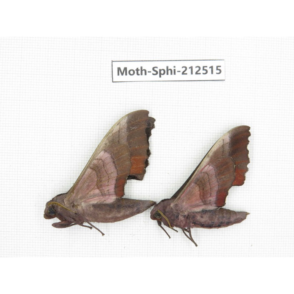 Sphingidae sp. China, Guizhou, Tongren, Mt.Fanjingshan. 2Pcs. Moth-Sphi-212515.