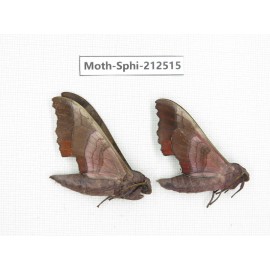 Sphingidae sp. China, Guizhou, Tongren, Mt.Fanjingshan. 2Pcs. Moth-Sphi-212515.