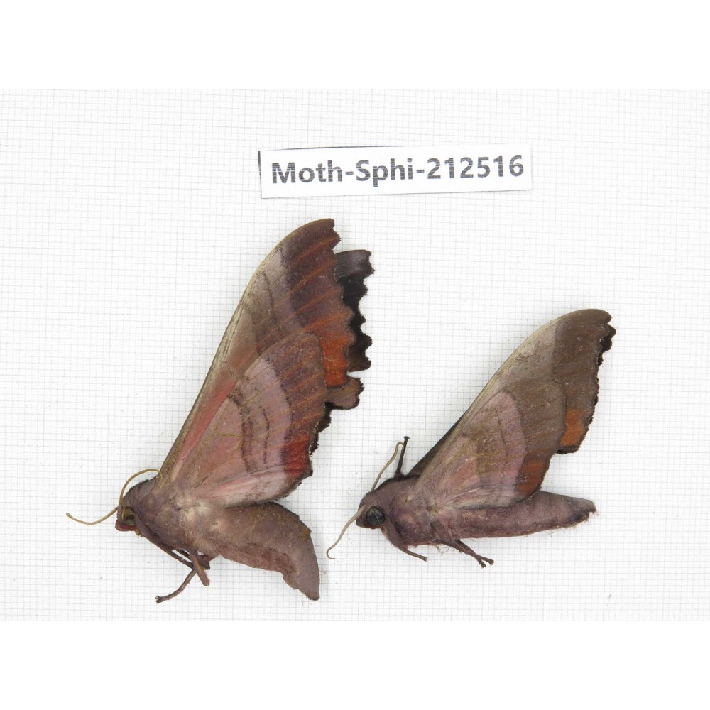 Sphingidae sp. China, Guizhou, Tongren, Mt.Fanjingshan. 2Pcs. Moth-Sphi-212516.
