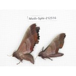 Sphingidae sp. China, Guizhou, Tongren, Mt.Fanjingshan. 2Pcs. Moth-Sphi-212516.
