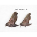 Sphingidae sp. China, Guizhou, Tongren, Mt.Fanjingshan. 2Pcs. Moth-Sphi-212517.