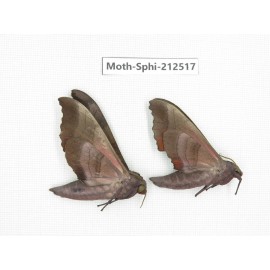 Sphingidae sp. China, Guizhou, Tongren, Mt.Fanjingshan. 2Pcs. Moth-Sphi-212517.