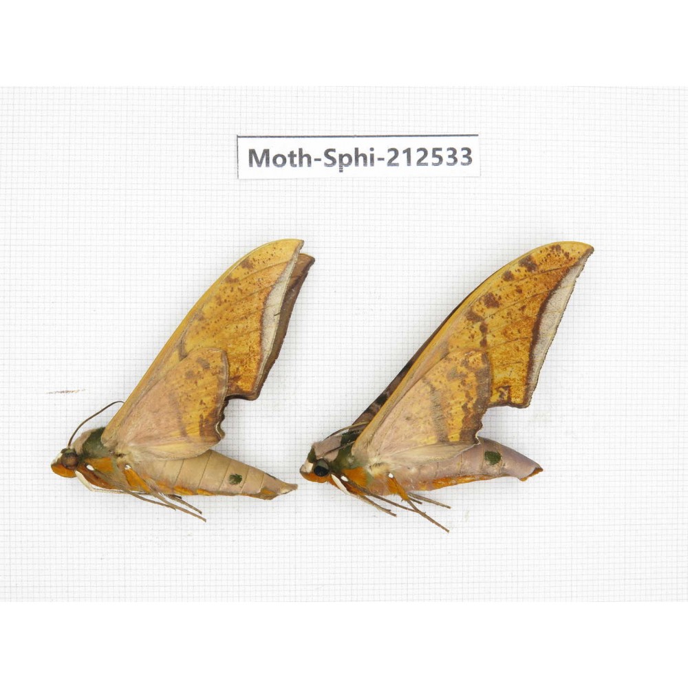 Sphingidae sp. China, Guizhou, Tongren, Mt.Fanjingshan. 2Pcs. Moth-Sphi-212533.