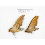 Sphingidae sp. China, Guizhou, Tongren, Mt.Fanjingshan. 2Pcs. Moth-Sphi-212534.