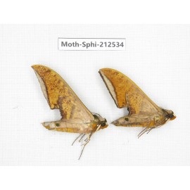 Sphingidae sp. China, Guizhou, Tongren, Mt.Fanjingshan. 2Pcs. Moth-Sphi-212534.