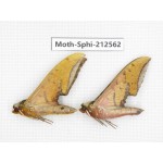 Sphingidae sp. China, Guizhou, Tongren, Mt.Fanjingshan. 2Pcs. Moth-Sphi-212562.