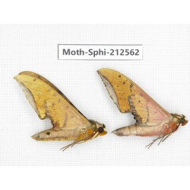 Sphingidae sp. China, Guizhou, Tongren, Mt.Fanjingshan. 2Pcs. Moth-Sphi-212562.